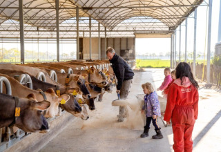 Familie füttert Kühe auf FarmCamps BoeBaDoe, einem beliebten Ferienpark in Limburg, Niederlande.