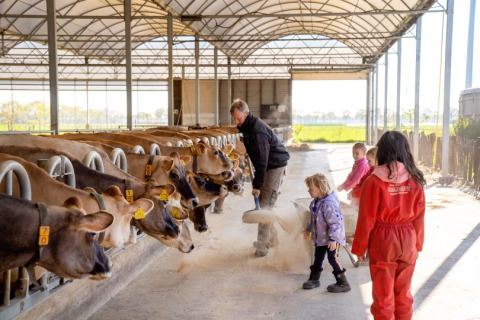 Famiglia che dà da mangiare alle mucche a FarmCamps BoeBaDoe, villaggio vacanze in Limburg, Paesi Bassi.