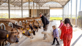 Familia alimentando vacas en FarmCamps BoeBaDoe, un parque vacacional destacado en Limburgo, Países Bajos.