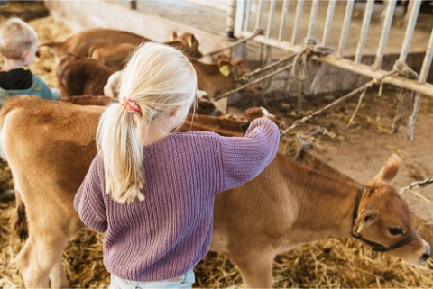 Een kind aait een kalfje in een stal op FarmCamps BoeBaDoe vakantiepark in Limburg, Nederland.
