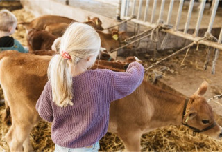 Ein Kind streichelt ein Kalb im Stall bei FarmCamps BoeBaDoe, einem Ferienpark in Limburg, Niederlande.
