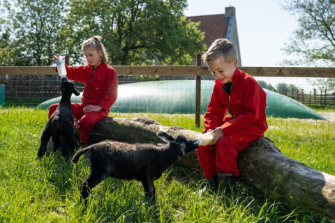 To børn i rødt fodrer sorte lam med sutteflasker på en grøn mark hos FarmCamps De Bonte Fries, Friesland.