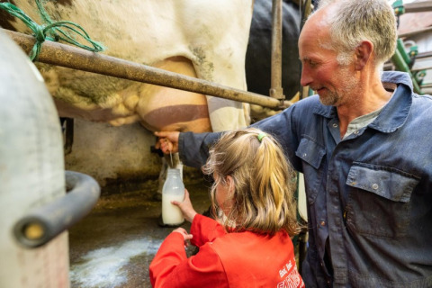 Man en kind melken samen een koe en vangen melk op FarmCamps De Bonte Fries in Friesland, Nederland.