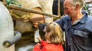 Un hombre y una niña ordeñan una vaca y recogen leche en FarmCamps De Bonte Fries en Frisia, Países Bajos.