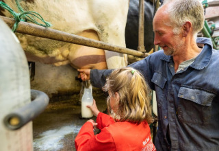 Man en kind melken samen een koe en vangen melk op FarmCamps De Bonte Fries in Friesland, Nederland.