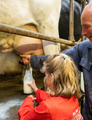 Un hombre y una niña ordeñan una vaca y recogen leche en FarmCamps De Bonte Fries en Frisia, Países Bajos.
