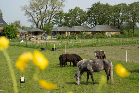 Paarden grazen op het veld bij FarmCamps De Bonte Fries in Friesland, Nederland, met lodges op de achtergrond.