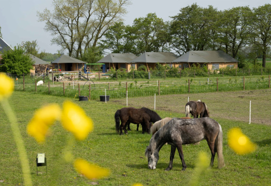 Caballos pastando en un campo verde en FarmCamps De Bonte Fries, Friesland, Países Bajos, con lodges al fondo.