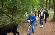 Bambini e adulti passeggiano con gli alpaca nei boschi presso FarmCamps De Bosrand, villaggio vacanze a Drenthe, Paesi Bassi.