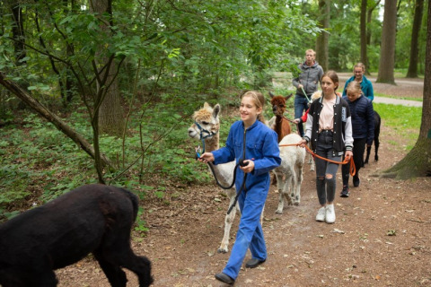 Niños y adultos paseando con alpacas por el bosque en FarmCamps De Bosrand, parque vacacional en Drenthe, Países Bajos.