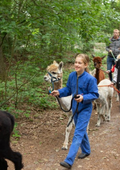 Niños y adultos paseando con alpacas por el bosque en FarmCamps De Bosrand, parque vacacional en Drenthe, Países Bajos.