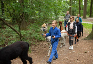 Bambini e adulti passeggiano con gli alpaca nei boschi presso FarmCamps De Bosrand, villaggio vacanze a Drenthe, Paesi Bassi.