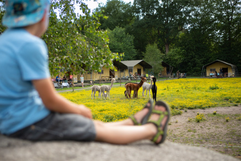 Un niño observa alpacas pastando en FarmCamps De Bosrand, con tiendas tipo safari en el fondo, en Drenthe.