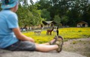 Ein Kind beobachtet Alpakas auf einer Wiese bei FarmCamps De Bosrand, mit Zelthütten im Hintergrund.