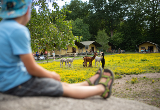 Ein Kind beobachtet Alpakas auf einer Wiese bei FarmCamps De Bosrand, mit Zelthütten im Hintergrund.