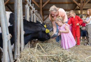 Kinderen en volwassene geven een koe eten in de stal bij FarmCamps De Buitenhoeve, Gelderland, Nederland.