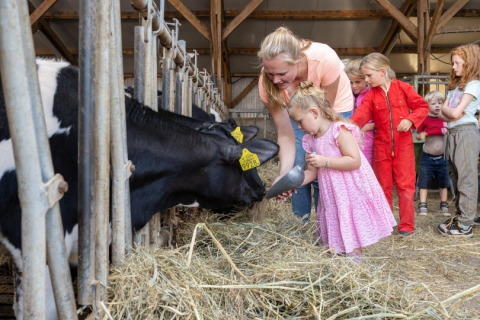 Niños y adulto alimentan a una vaca en un establo en FarmCamps De Buitenhoeve, Gelderland, Países Bajos.