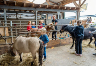 Bambini e adulti si prendono cura di pony in una stalla a FarmCamps De Buitenhoeve, parco vacanze in Gelderland, Paesi Bassi.