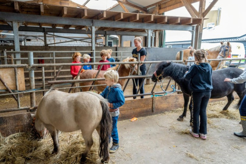 Kinderen en volwassenen verzorgen pony’s in de stal bij FarmCamps De Buitenhoeve, een vakantiepark in Gelderland.