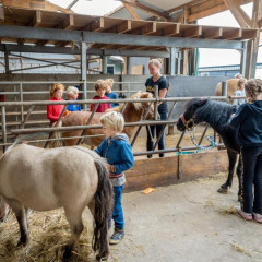 Kinder und Erwachsene kümmern sich in einem Stall bei FarmCamps De Buitenhoeve in Gelderland, Niederlande, um Ponys.