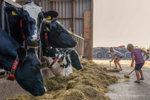 Des enfants balaient du foin devant des vaches dans une étable à FarmCamps De Buitenhoeve, Gelderland.
