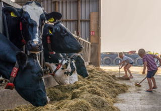 Kinder fegen Heu vor Kühen in einem Stall auf dem Ferienpark FarmCamps De Buitenhoeve in Gelderland.