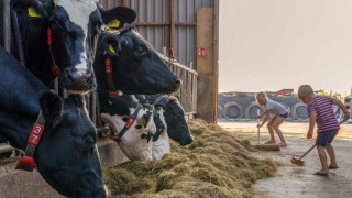 Kinder fegen Heu vor Kühen in einem Stall auf dem Ferienpark FarmCamps De Buitenhoeve in Gelderland.