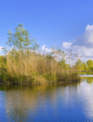 Naturlandschaft mit ruhigem Fluss und üppiger Vegetation bei Dorst, Nordbrabant, Niederlande.