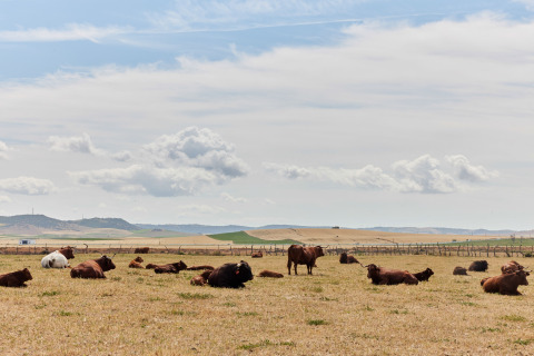 Vacas descansando y pastando en un campo abierto bajo un cielo nublado en TAIGA Conil, Andalucía, España.