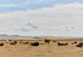 Vacas descansando y pastando en un campo abierto bajo un cielo nublado en TAIGA Conil, Andalucía, España.
