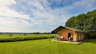 Family relaxing outside a safari tent on a green field, cows grazing in the distance under blue sky.