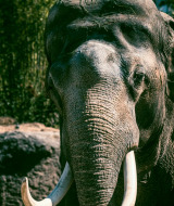 Primer plano de un elefante con grandes colmillos en zona verde de un parque vacacional con glamping.