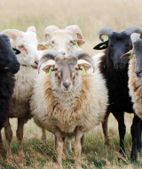Un rebaño de ovejas con cuernos rizados en un campo de un parque vacacional con alojamientos glamping.