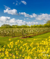 Landschaft bei Haaften, Gelderland, Niederlande mit blühenden Feldern, gelben Blumen und blauem Himmel.
