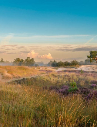 Paisaje natural cerca de Kaatsheuvel, Brabante Septentrional, Países Bajos, con brezales, césped y cielo azul.