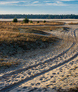 Paisaje arenoso con huellas de neumáticos y hierba seca cerca de Kaatsheuvel, Brabante Septentrional, Países Bajos.