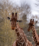 Dos jirafas en un parque vacacional con glamping, rodeadas de árboles bajo un cielo nublado.