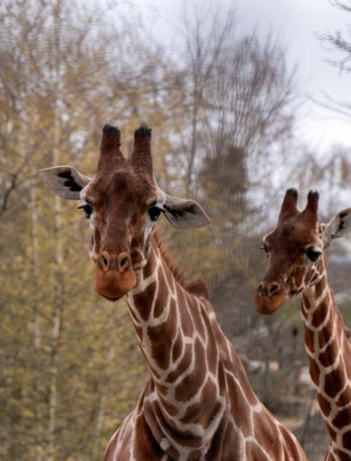 Dos jirafas en un parque vacacional con glamping, rodeadas de árboles bajo un cielo nublado.