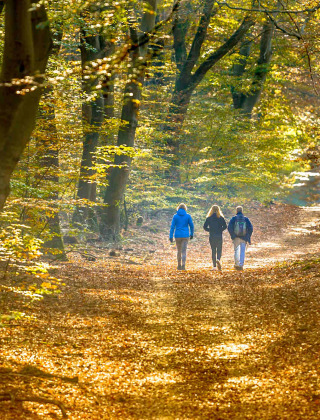 Cuatro personas caminan por un sendero boscoso cubierto de hojas de otoño cerca de Lieren, Gelderland, Países Bajos.