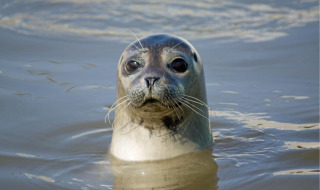 Una foca curiosa asoma sobre el agua en un parque vacacional que ofrece alojamientos glamping cerca.