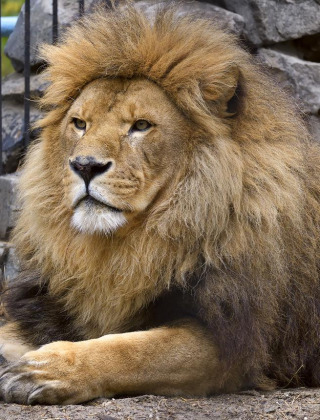 Un majestuoso león macho con abundante melena descansa ante un muro de piedra en Oudesluis, Países Bajos.