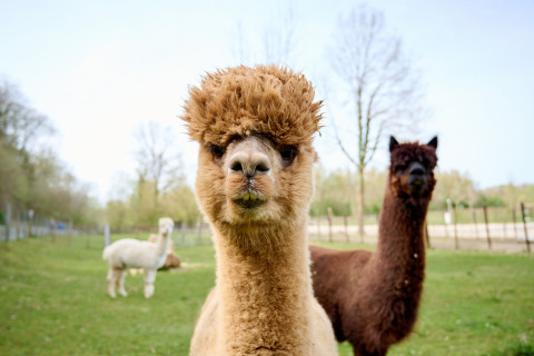 Primer plano de una alpaca en un campo verde con otras dos alpacas al fondo en Limburg, Países Bajos.
