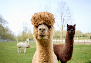 Close-up van een alpaca op een groene weide met twee andere alpaca's op de achtergrond in Limburg, Nederland.