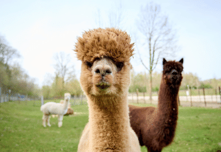 Close-up van een alpaca op een groen veld met twee andere alpaca’s op de achtergrond in Limburg, Nederland.
