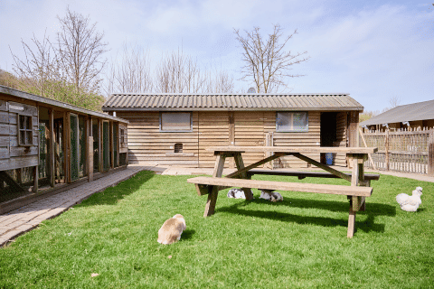 Wooden benches, rabbits, and grassy field at Camping 't Geuldal holiday park in Limburg, Netherlands, sunny day.