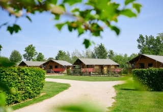 Safaritenten en groen bij Camping Betuwestrand vakantiepark in Gelderland, Nederland, op een zonnige dag.