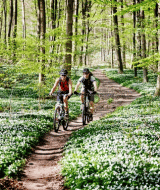 Dos personas andan en bicicleta por un sendero del bosque rodeado de árboles verdes y flores blancas en un glamping.
