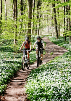 To personer cykler på en skovsti omgivet af grønne træer og hvide blomster i en glamping-feriepark.