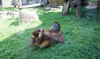 Een orang-oetan ligt ontspannen op het gras in een verblijf nabij Stolwijk, Zuid-Holland, Nederland.