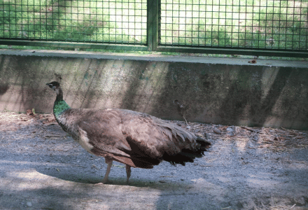 Een pauwenhen loopt in een omheind gebied nabij Stolwijk, Zuid-Holland, Nederland.